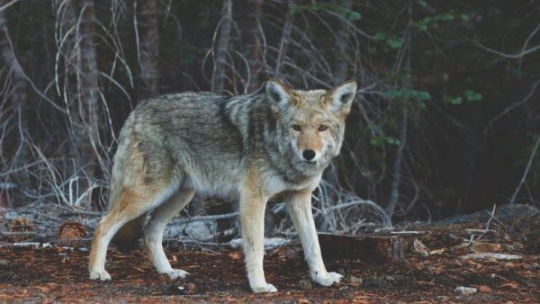 Жители Колорадо проголосовали за возвращение в штат волков